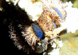 http://www.wetwebmedia.com/EchinodermPIX/Echinoids/Mespila_globulusAQ2.jpg