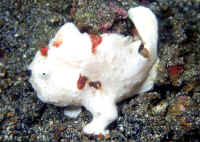 http://www.wetwebmedia.com/Antennariiforms/Anglerfishes/A.%20pictus/Antennarius_pictusKBRWht.jpg