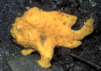 http://www.wetwebmedia.com/Antennariiforms/Anglerfishes/A.%20pictus/Antennarius_pictusKBROrg2.jpg