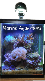 Livestock, Maintenance, Set-up, Marine Topics,  Fishes, Lighting, Diseases, Pest Control, Feeding, Behavior, Tanks, Filtration, FAQ's, and More...