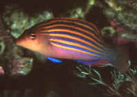 Description: http://wetwebmedia.com/WrassePix/Pseudocheilinus/Pseudocheilinus_hexataeniaAQ3.jpg