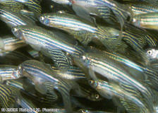 2574_Danio_rerioZebra_Danios2.tif.jpg