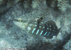 305_Amblygobius_semicinctusMAL2.tif.jpg