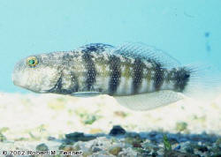 306_Amblygobius_sphynxAQ.tif.jpg