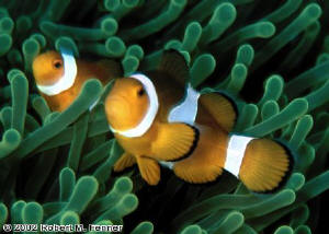 2029_Amphiprion_ocellarisREDHorizPr.tif.jpg