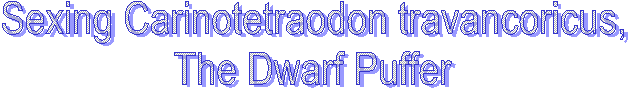 Sexing Carinotetraodon travancoricus,
The Dwarf Puffer